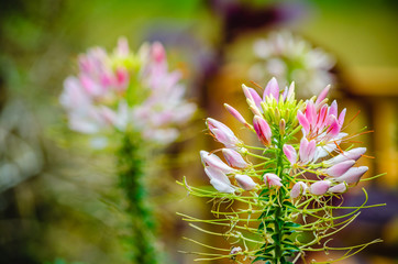 Pink and white beautiful Spider flower, Cleome hassleriana in flowers garden.