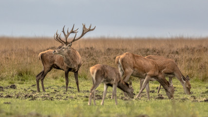 Male buck red deer guarding hinds