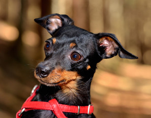 Prague Ratter pet cute head close-up detail in forrest