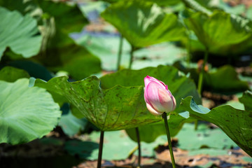 Fototapeta na wymiar Lotus lake