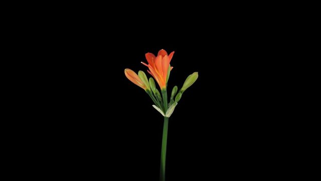 Time-lapse of growing clivia Miniata flower 6a1 in 4K PNG+ format with ALPHA transparency channel isolated on black background
