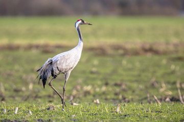 Crane in green grass field