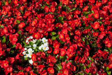 Fototapeta na wymiar Plant background: a spot of white flowers in a flowerbed among the many red ones
