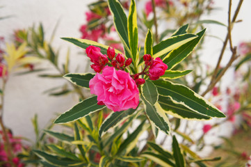 Nerium oleander red flowers