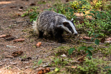 Badger in forest, animal in nature habitat, Germany, Europe. Wild Badger, Meles meles, animal in the wood. Mammal in environment, rainy day.