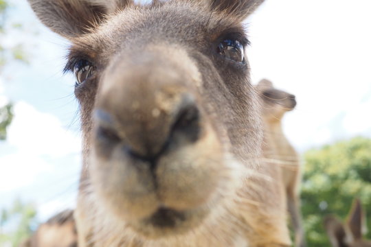 カンガルー