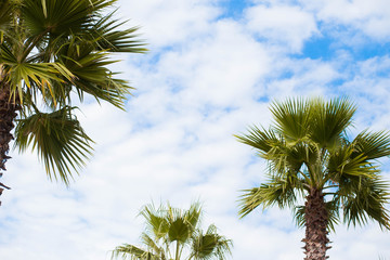 Fototapeta na wymiar Beautiful palm trees on blue sky background