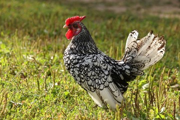 Gray pock-marked cock walks in the summer alone along the street