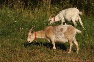 Obraz premium A pet goat walks on the street eating grass