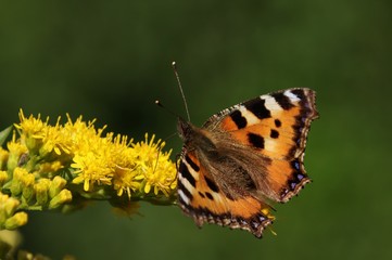 Colorful butterfly sitting on leaves and flowers collecting nectar