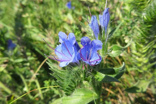 Echium Vulgare Flowers