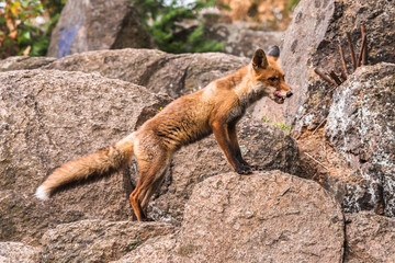 Red Fox jumping , Vulpes vulpes, wildlife scene from Europe. Orange fur coat animal in the nature habitat. Fox on the green forest meadow. Animal with long orange tail