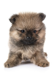 Obraz premium puppy pomeranian in studio