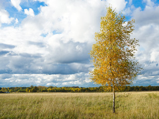 Obraz premium tree in the field