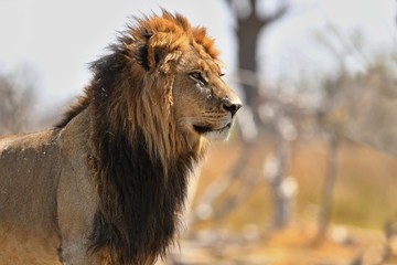 Big lion male portrait in the warm light. Wild animal in the nature habitat. African wildlife. This...