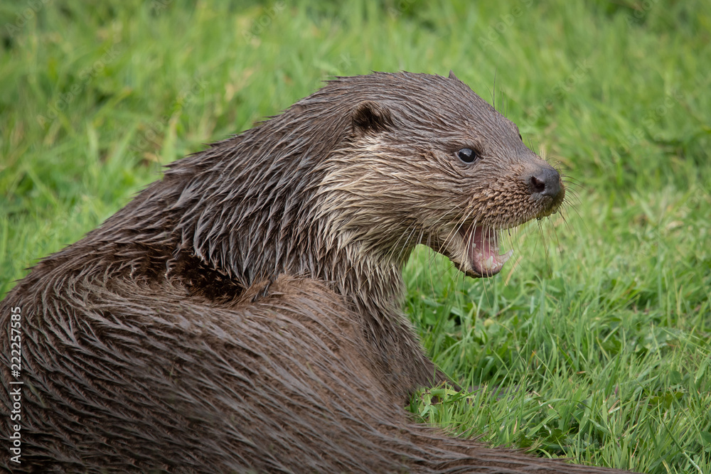 Poster A close up portrait of an otter with its mouth open and staring to the right