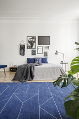 Posters above bed with blanket in white bedroom interior with navy blue carpet and plant. Real photo