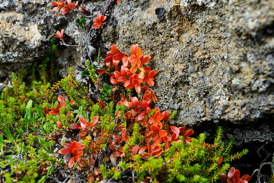 Small creeping shrubby plants of the Arctic.