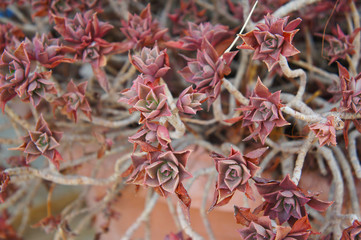 Aeonium decorum minor red plant 