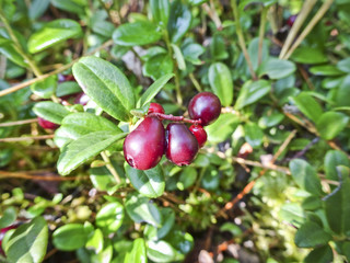 Ripe berries cranberries - autumn harvest