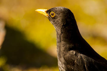Fototapeta premium Black bird (Turdus merula) portrait, adult, young