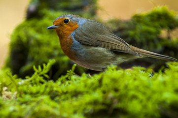 Robin (Erythacus rubecula) portrait
