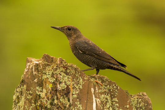 Blue rock trush (monticola solitarius) female, perched