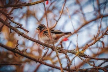 Bergfink (Fringilla montifringilla)