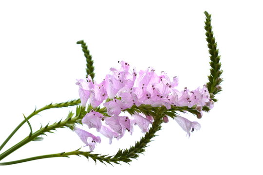 155 最適な 花虎の尾 画像 ストック写真 ベクター Adobe Stock 155 最適な 花虎の尾 画像 ストック写真 ベクター Adobe Stock