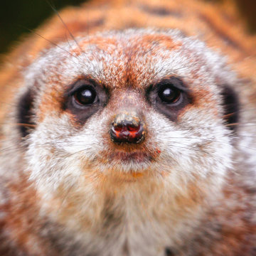 Erdm&auml;nnchen (Suricata suricatta)
