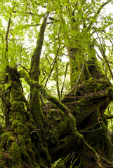 Fototapeta premium A forest of Yakushima which 