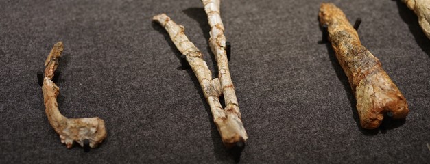 発掘された恐竜の化石