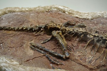 発掘された恐竜の化石