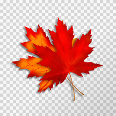 Two Maple leaves isolated on transparent background. Bright red autumn realistic leaves. Vector illustration eps 10