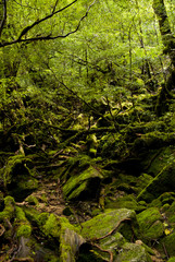 Obraz premium A forest of Yakushima which 