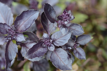 Dark opal basil