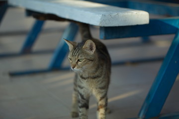 pockmarked homeless cat walks between benches close-up