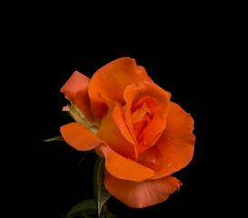 Orange Rose flower on a black background