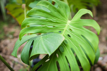 bright green leaves of monstera (split-leaf philodendron) tropical foliage plant growing in wild. Floral background © Aleksandra