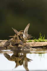 House sparrow (passer domesticus) fightning for food, reflection