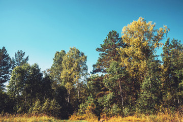 Fall glade in dense forest in vintage style. Dark road among trees with yellow foliage in sunlight. Atmospheric autumn landscape.
