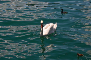 swan on the lake