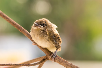 Brown baby bird