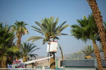the worker of the planting of greenery spend pruning the leaves and branches of the folded date palm in Israel the city of Eilat standing on the hydraulic lift your lift