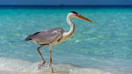 Nice heron on white beach in Maldives