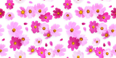 Pink Cosmos flowers isolated on white background, top view, seamless pattern.