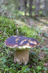 The white Summer Boletus in the Forest