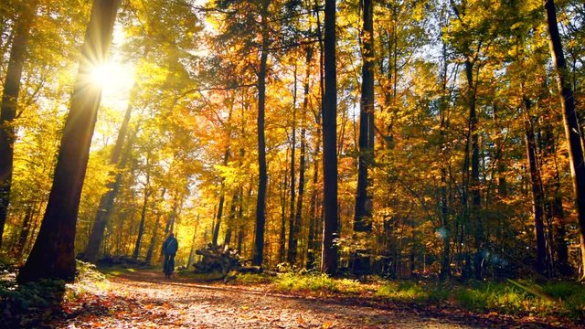 Herbst im sonnigen Wald mit dem Fahrrad