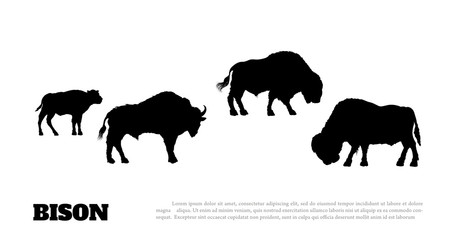 Black silhouette of bison herf on white background. Buffalo isolated drawing. Wild bull image. Animals of North America © shaineast