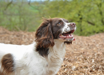 Head shot of liver and white sprocker spaniel alert and ready for action. 